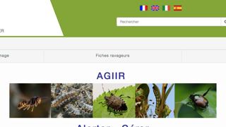 Le site Internet Agiir, qui existe aussi en appli pour téléphone, a été conçu par l’Inrae afin d’identifier des insectes invasifs. Il rassemble des données sur la processionnaire­ du pin, la pyrale du buis, le papillon du palmier...